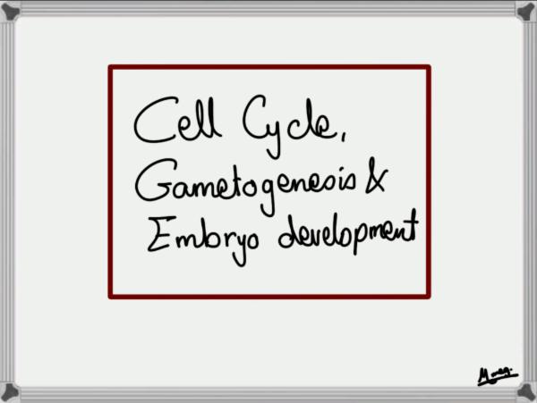 Cell Cycle, Gametogenesis & Embryo Development Biology Diagrams